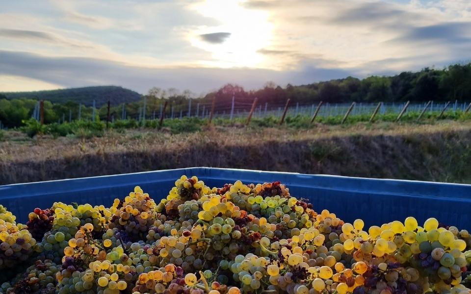 Summer evenings at Château Paul Mas